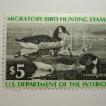 US Department of Interior Scott #RW43 $5 Canada Geese 1976, MNH