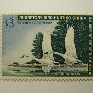 US Department of Interior Scott #RW33 $3 Whistling Swans Stamp 1966, MNH