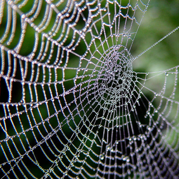 spider web