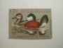 US Department of Interior Scott #RW48 $7.50 Ruddy Ducks 1981, MNH
